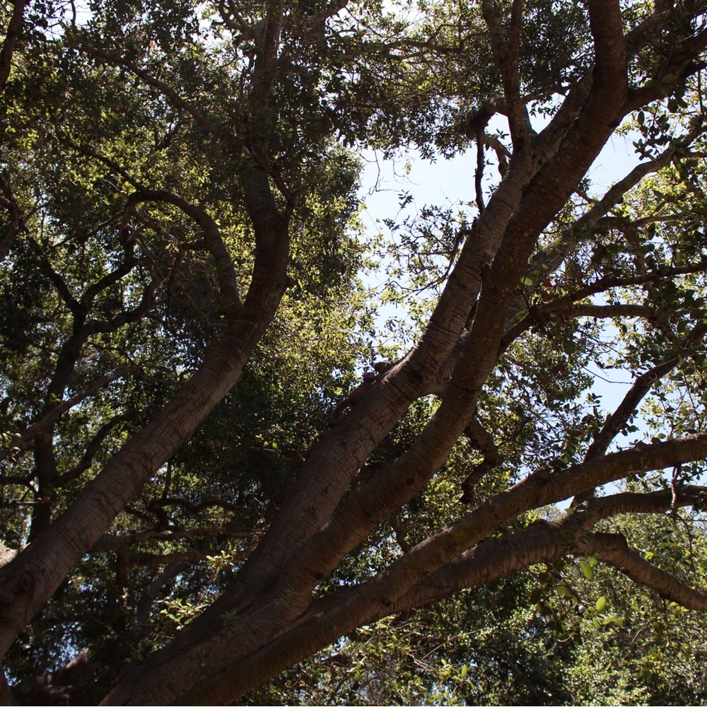 Meet your Posher, Avi